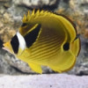 Raccoon Butterflyfish - Chaetodon lunula