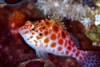 Spotted Hawkfish - Cirrhitichthys aprinus