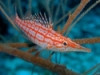 Longnose Hawkfish - Oxycirrhites typus