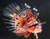 Dwarf Zebra Lionfish - Dendrochirus zebra