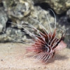 Radiata Lionfish - Pterois radiata