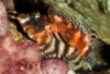 Fu Manchu Lionfish - Dendrochirus biocellatus