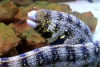 Snowflake Eel - Echidna nebulosa