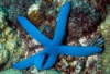 Blue Linckia Starfish - Linckia laevigata