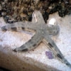 White Sand Star - Archaster typicus 
