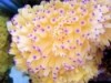 Sebae Anemone - Heteractis crispa
