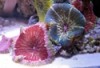 Maxi-Mini Carpet Anemone - Stichodactyla tapetum
