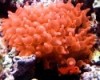 Bubble Anemone - Entacmaea quadricolor