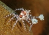 Pom Pom Crab - Lybia tessellata