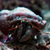 Zebra Reef Hermit Crab - Polydectus sp.