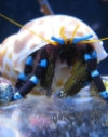 Electric Blue Hermit Crab - Calcinus elegans
