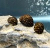 Nerite Snail - Nerita sp. 