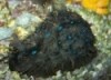 Bluespot Sea Hare - Bursatella leachii