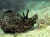 Sea Hare - Dolabella auricularia