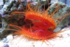 Electric Flame Scallop - Lima sp.