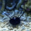 Black Longspine Urchin - Diadema setosum