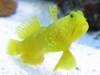 Yellow Prawn Goby - Cryptocentrus cinctus