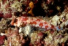 Red Scooter Blenny-Synchiropus stellatus