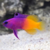 Royal Gramma Basslet - Gramma loreto