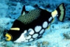 Clown Triggerfish - Balistoides conspicillum