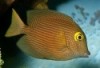 Kole Yellow Eye Tang - Ctenochaetus strigosus