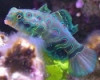 Tank Raised Spotted Mandarin Dragonet