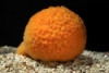 Orange Ball Sponge