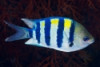 Sergeant Major - Abudefduf saxatilis