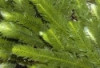 Feather Fern Plant