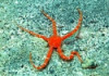 Red Serpent Starfish - Ophioderma rubicundum