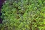 Green Bubble tip Anemone - Entacmaea quadricolor