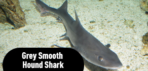 grey smooth hound shark