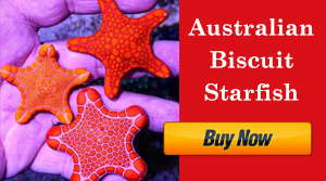 australian biscuit starfish
