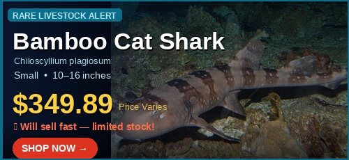 bamboo cat shark