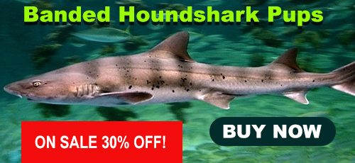 banded houndshark pups
