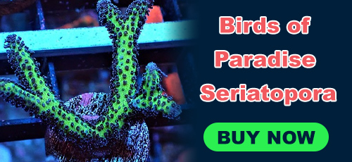 birds of paradise seriatopora