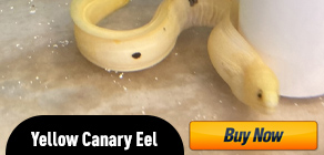 canary eel