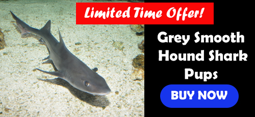Grey Smooth Hound Shark
