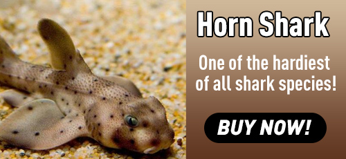 horn sharks