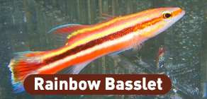 Rainbow Basslet