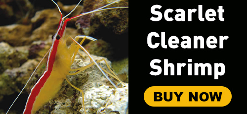scarlet cleaner shimp
