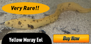 yellow canary moray eel